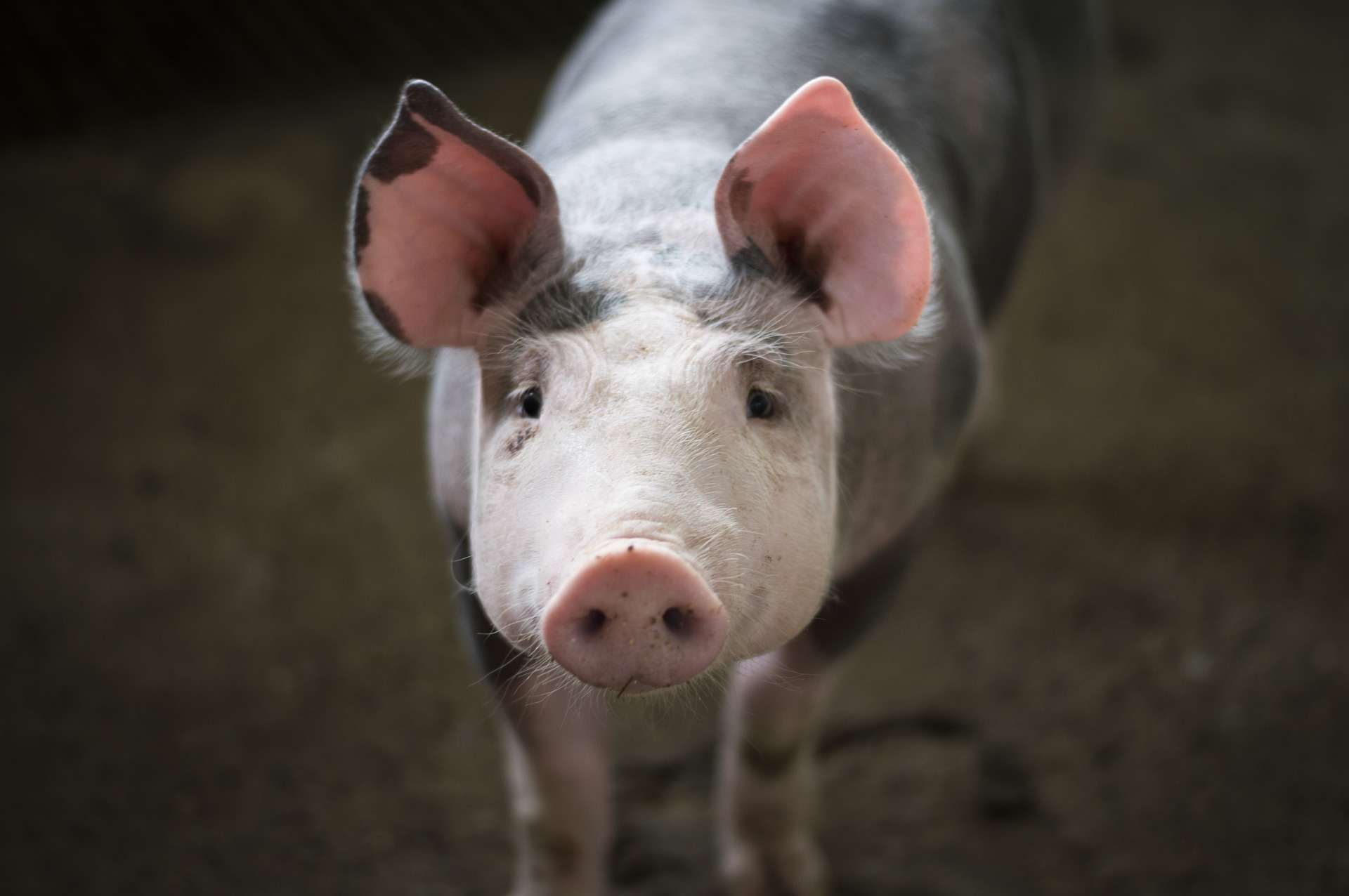 «Галс Агро» планує збільшити свиноферму на 15%